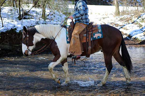 ranch-versatility-quarter-horse