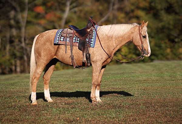 palomino-blaze-3-socks-horse