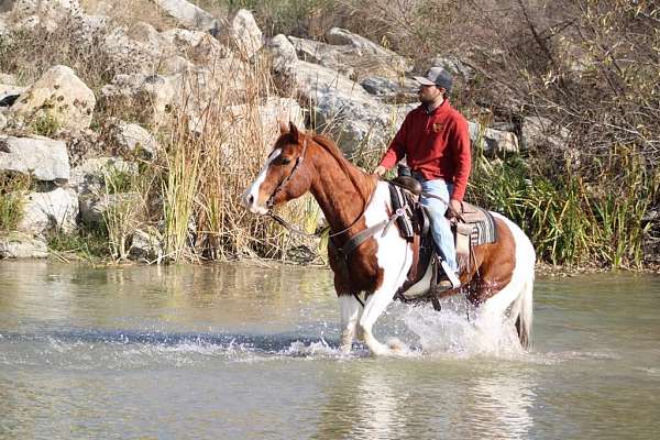 barbie-gelding