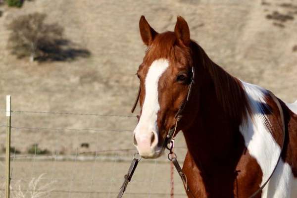 family-horse-quarter