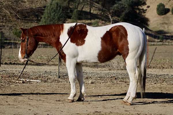 ranch-work-quarter-horse