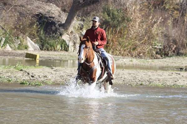 trail-quarter-horse