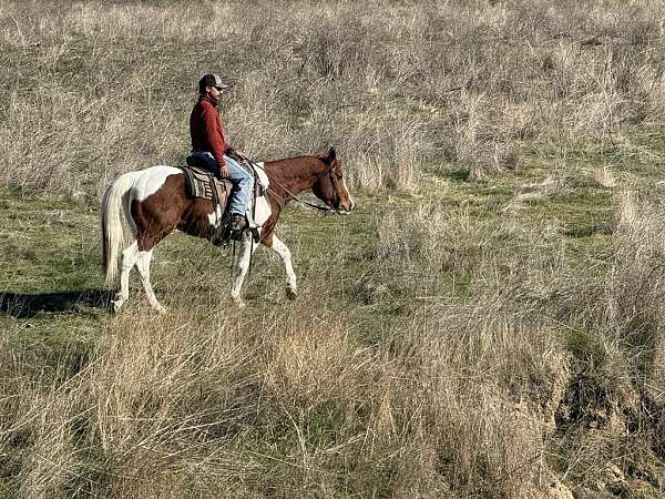 animals-quarter-horse