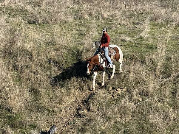 around-quarter-horse