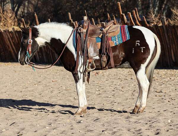 tobiano-4-stockings-horse