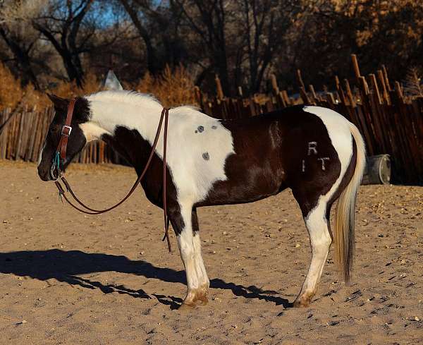 beginner-safe-quarter-horse