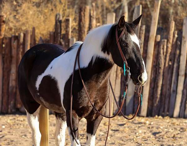 family-horse-quarter