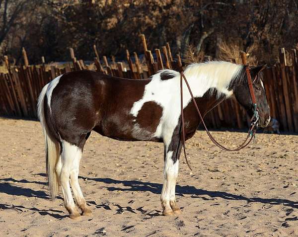 ranch-work-quarter-horse