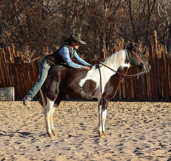 athletic-quarter-horse