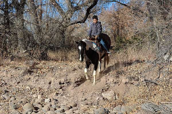 beginner-quarter-horse