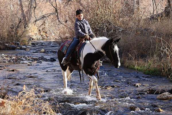 experienced-quarter-horse