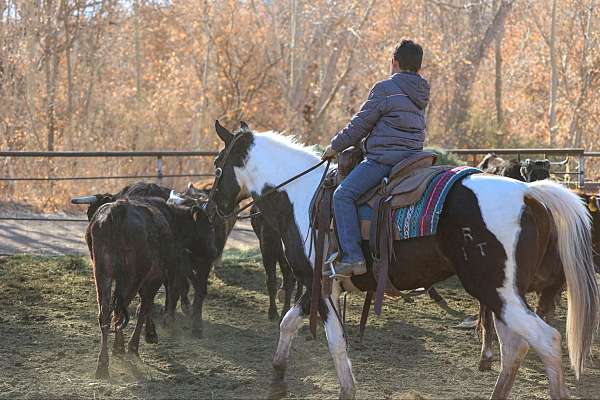 flashy-quarter-horse