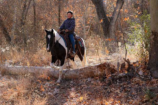 kid-safe-quarter-horse