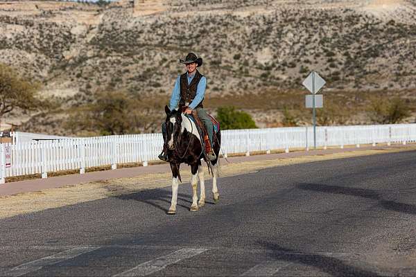 ranch-quarter-horse