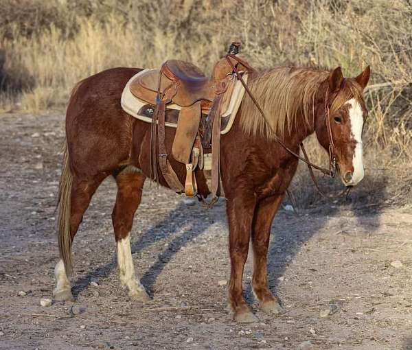 quarter-horse