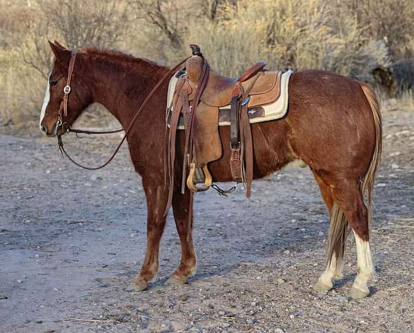 ranch-work-quarter-horse