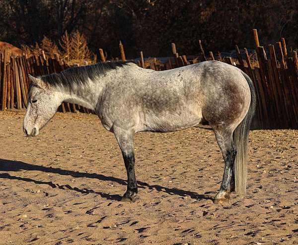 grey-none-horse