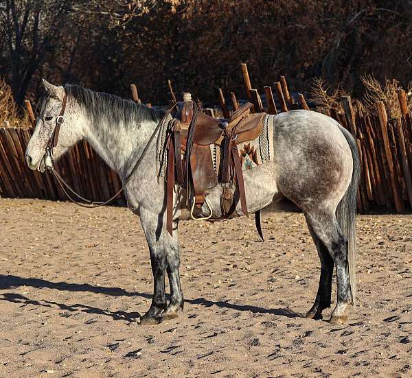 beginner-safe-quarter-horse