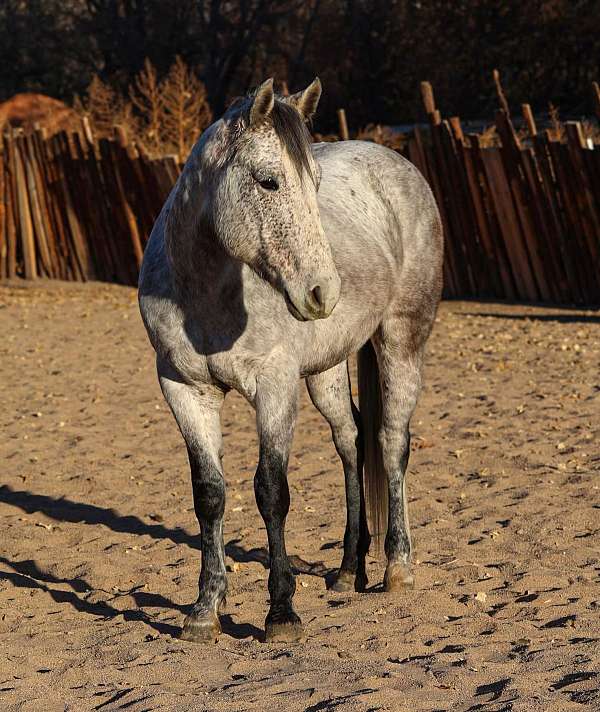 ranch-work-quarter-horse