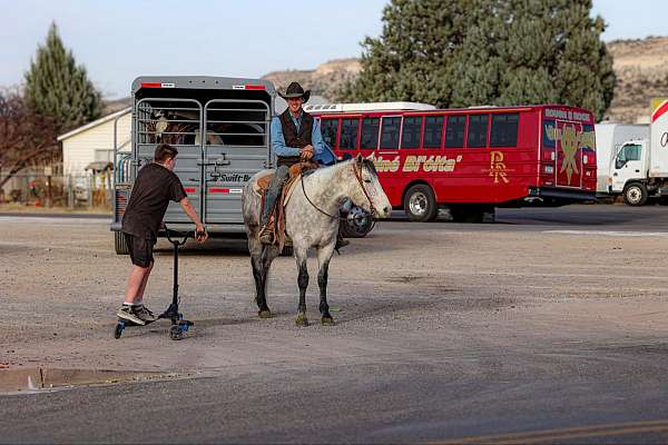 all-around-quarter-horse