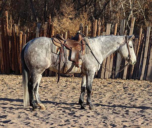 family-horse-quarter