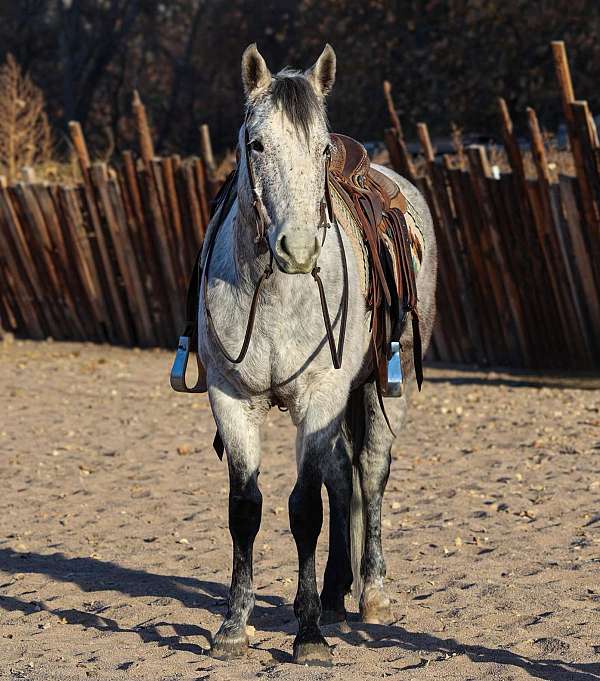 trail-quarter-horse