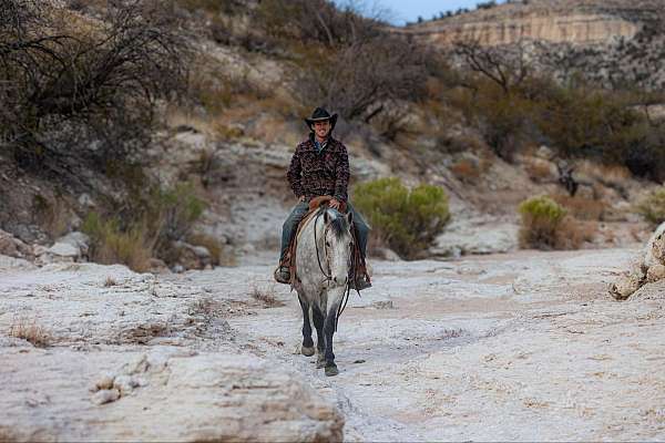 beginner-quarter-horse