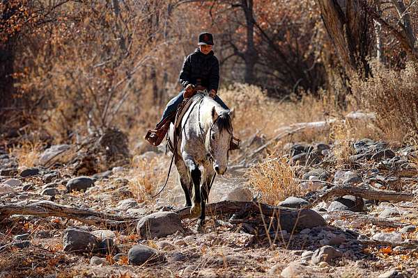 husband-safe-quarter-horse