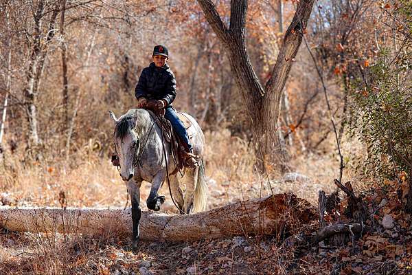 kid-safe-quarter-horse