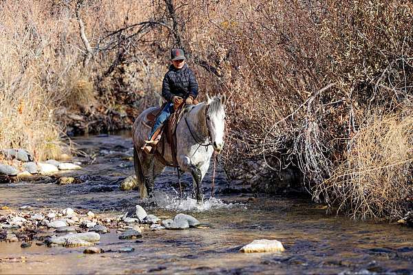 ranch-quarter-horse