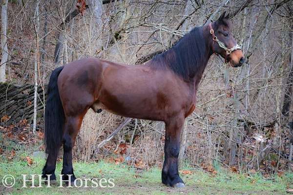 husband-safe-quarter-horse