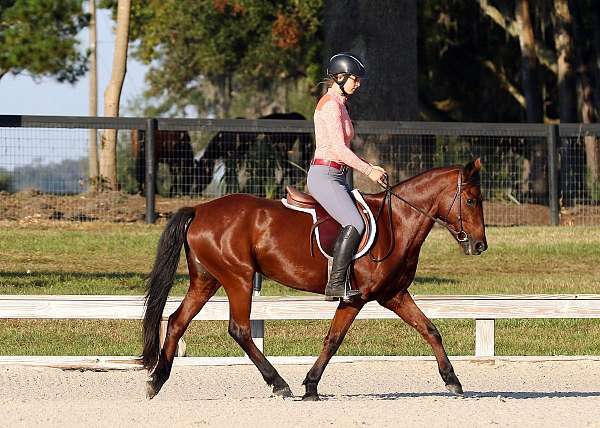 endurance-mustang-pony