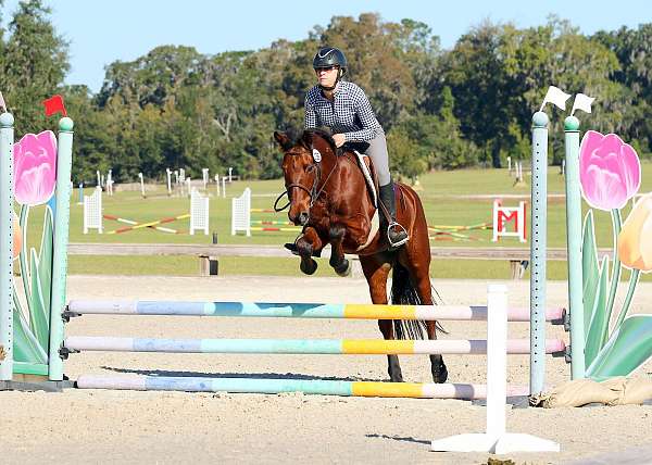 equitation-mustang-pony