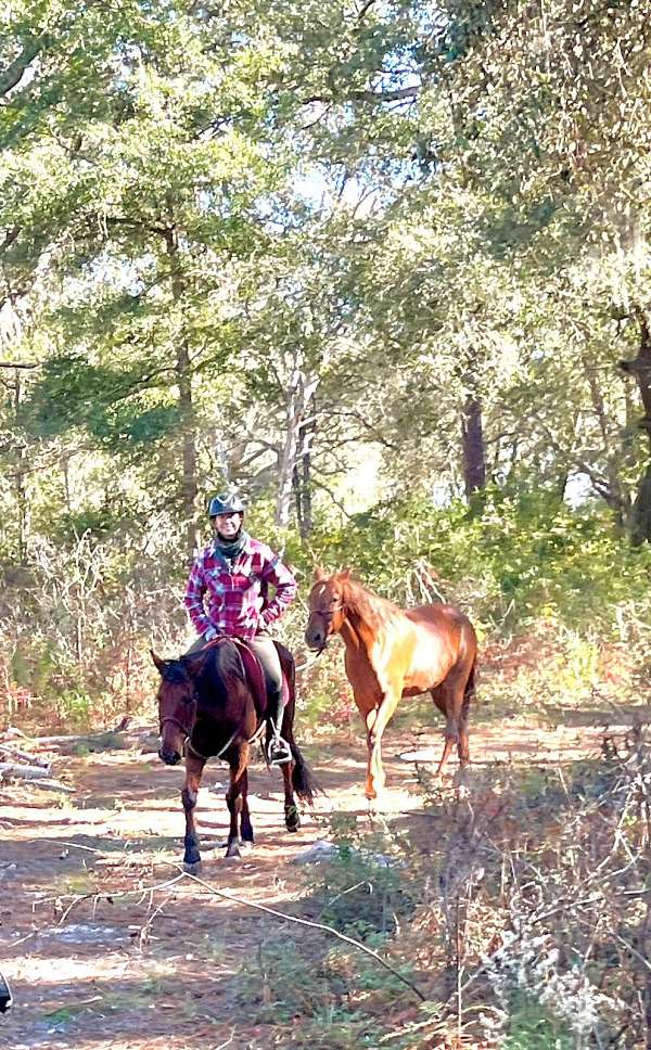 hunter-under-saddle-mustang-pony