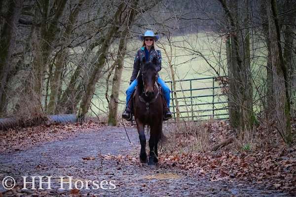 ranch-work-quarter-horse