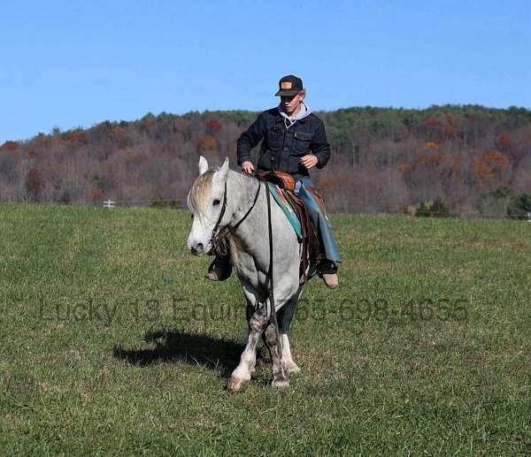 all-around-quarter-horse