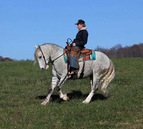 percheron-quarter-horse