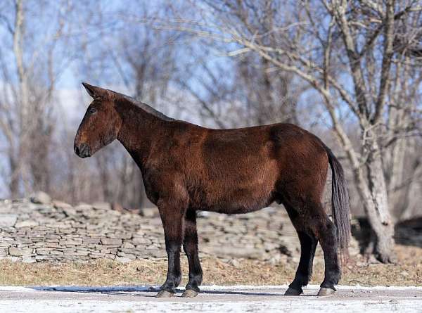 family-horse-quarter