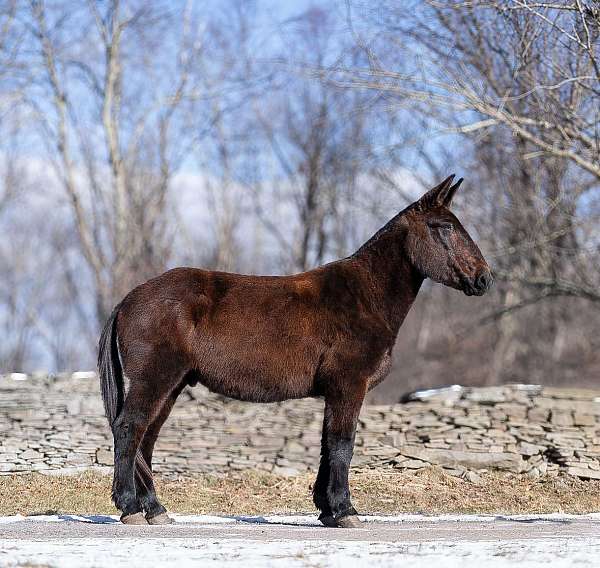 trail-quarter-horse