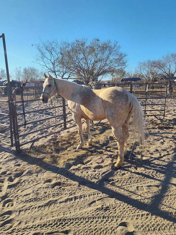 15-hand-gelding