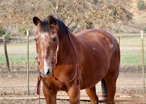 ranch-work-quarter-pony