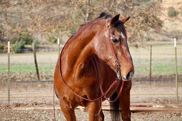 beginner-safe-quarter-pony