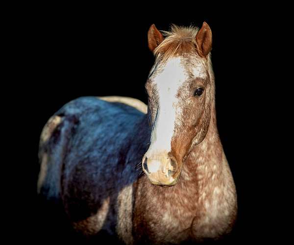 ranch-work-quarter-pony