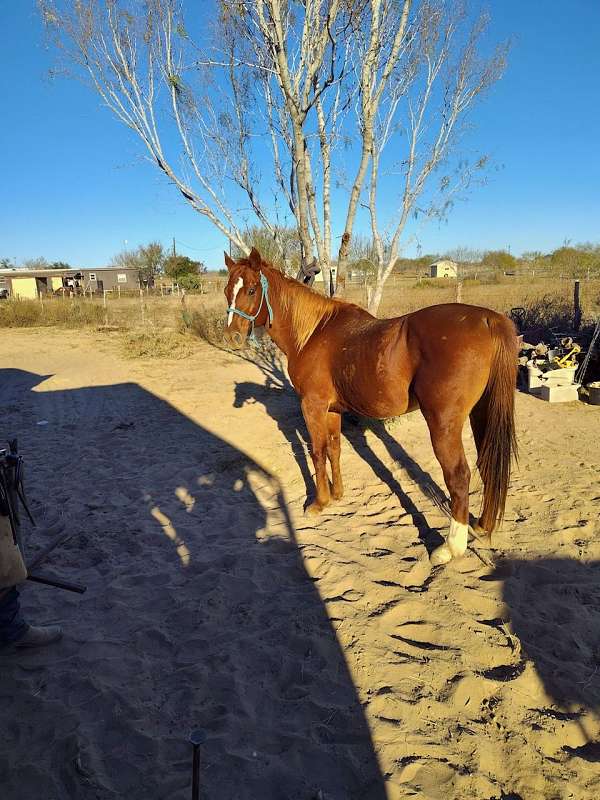 14-hand-gelding