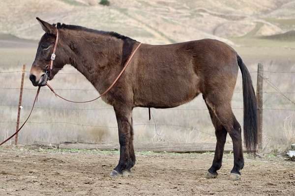 grulla-none-horse