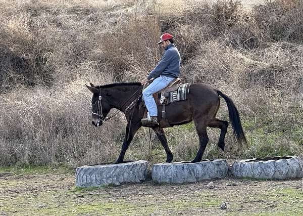 ranch-work-quarter-horse