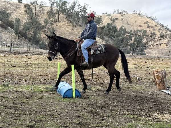 all-around-quarter-horse