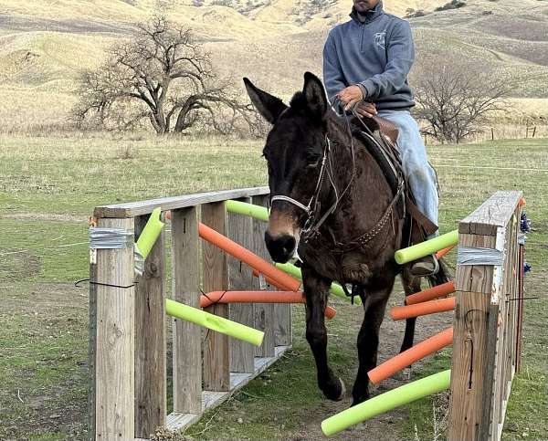 appaloosa-quarter-horse