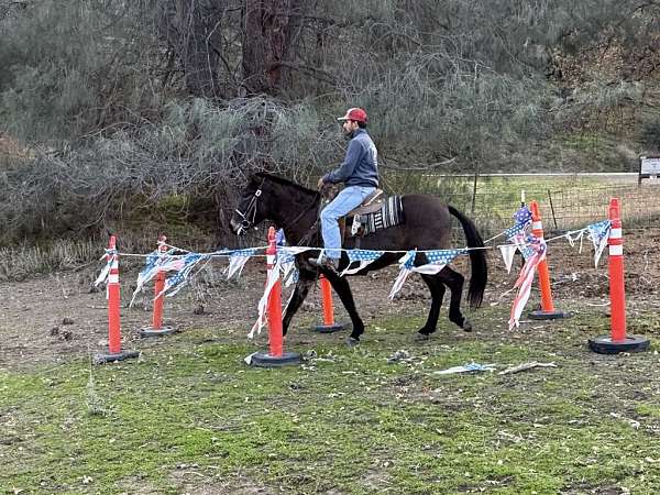 beginner-quarter-horse