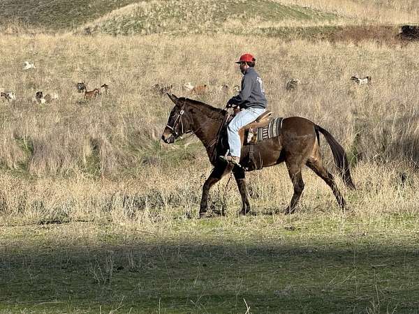 flashy-quarter-horse